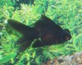 /album/hs-peixes-ornamentais/telescopio-preto-jpg/